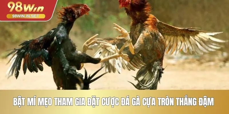 Bật mí mẹo tham gia đặt cược đá gà cựa tròn thắng đậm 