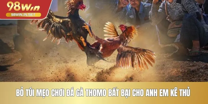Bỏ túi mẹo chơi đá gà Thomo bất bại cho anh em kê thủ 
