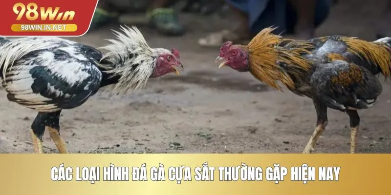 Các loại hình đá gà cựa sắt thường gặp hiện nay
