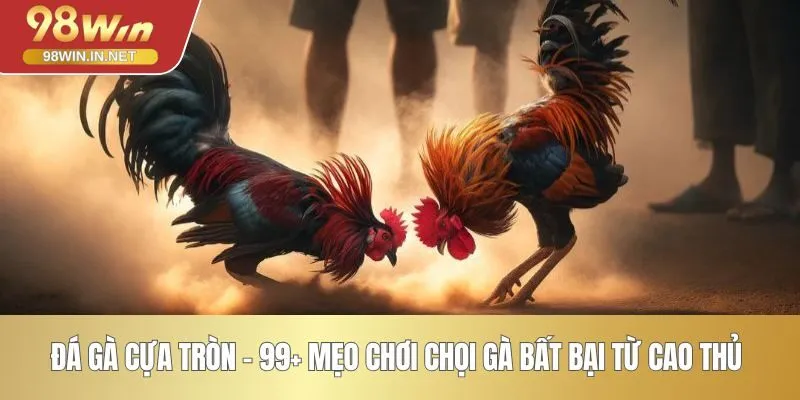 Đá Gà Cựa Tròn - 99+ Mẹo Chơi Chọi Gà Bất Bại Từ Cao Thủ 