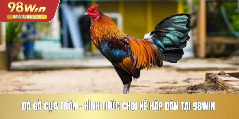 Đá gà cựa tròn – Hình thức chọi kê hấp dẫn tại 98WIN 