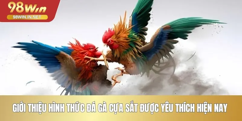 Giới thiệu hình thức đá gà cựa sắt được yêu thích hiện nay
