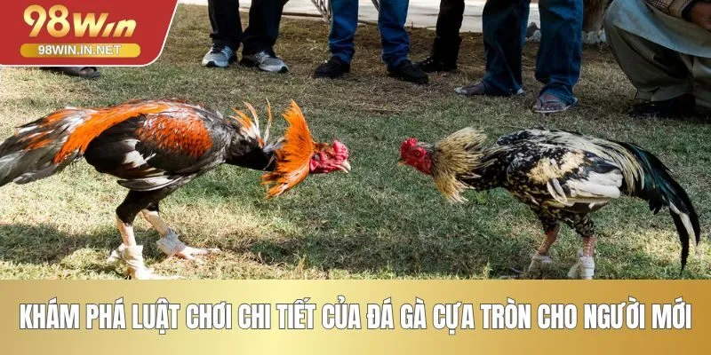 Khám phá luật chơi chi tiết của đá gà cựa tròn cho người mới