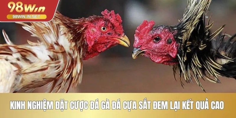Kinh nghiệm đặt cược đá gà đá cựa sắt đem lại kết quả cao 