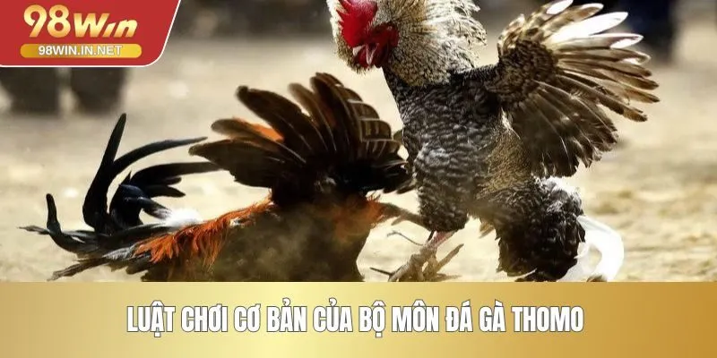 Luật chơi cơ bản của bộ môn đá gà Thomo 