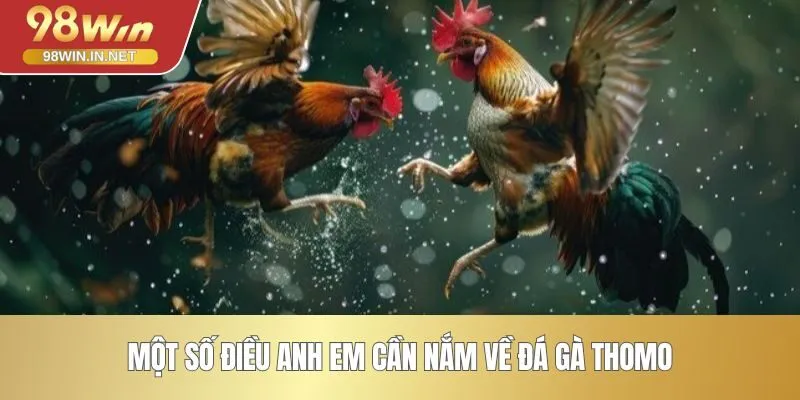 Một số điều anh em cần nắm về đá gà Thomo